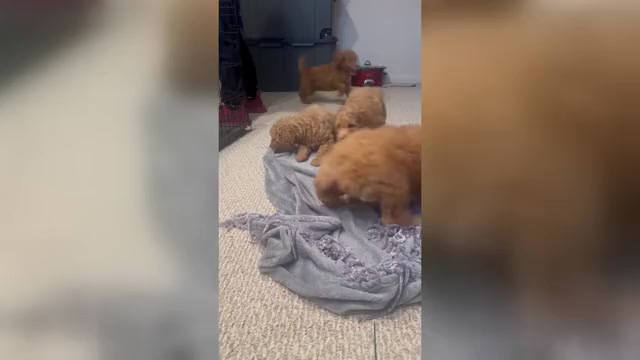 Video preview image #1 Goldendoodle mix (+ Poodle Standard) Puppy For Sale in ROCHESTER, NY, USA