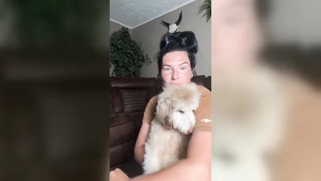 Video preview image #1 Bernedoodle (Miniature) (+ Poodle Miniature) Puppy For Sale in YOUNGSTOWN, FL, USA