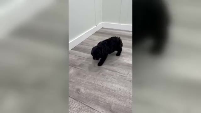 Video preview image #1 Poodle (Miniature) Puppy For Sale in DUNDEE, OH, USA