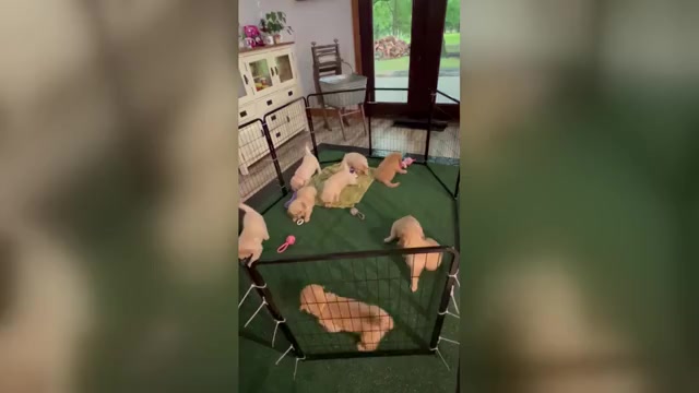 Video preview image #1 Golden Retriever Puppy For Sale in BIG CABIN, OK, USA