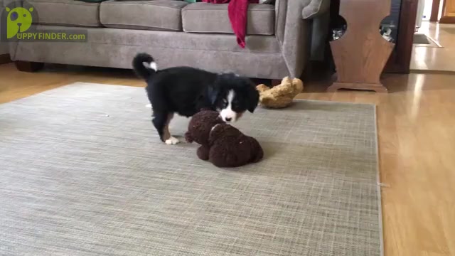 Video preview image #1 Bernese Mountain Dog Puppy For Sale in CLARE, MI, USA