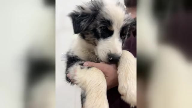 Video preview image #3 Australian Shepherd Puppy For Sale in TYLER, TX, USA