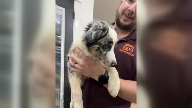 Video preview image #1 Australian Shepherd Puppy For Sale in TYLER, TX, USA
