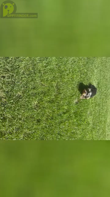Video preview image #3 Yorkshire Terrier Puppy For Sale in NAPPANEE, IN, USA