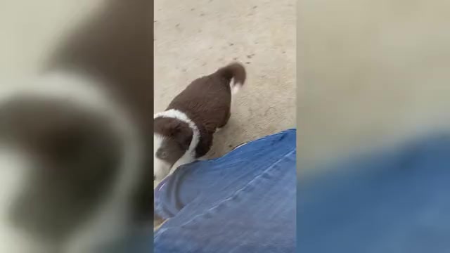 Video preview image #10 Border Collie Puppy For Sale in HARRISON, ID, USA