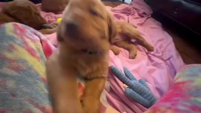 Video preview image #3 Golden Retriever Puppy For Sale in WOODSTOCK, CT, USA