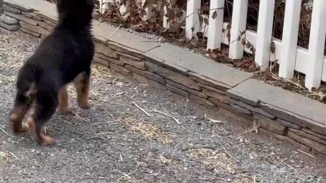 Video preview image #2 German Shepherd Dog Puppy For Sale in NEWVILLE, PA, USA