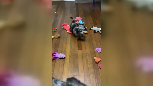 Video preview image #1 German Hunting Terrier-Lowchen Mix Puppy For Sale in HENRICO, VA, USA