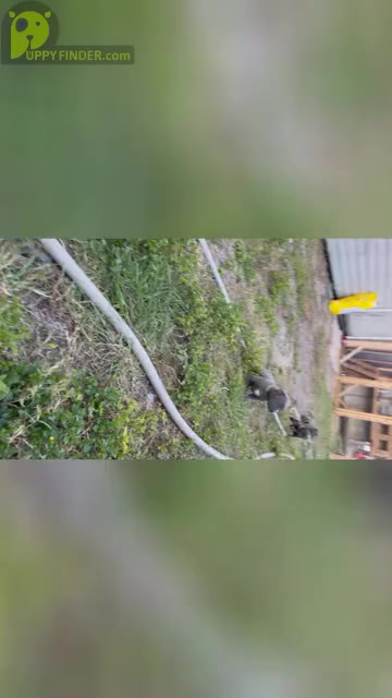 Video preview image #1 American Pit Bull Terrier Puppy For Sale in PARRISH, FL, USA