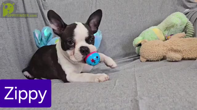 Video preview image #1 Boston Terrier Puppy For Sale in BROOKSVILLE, FL, USA