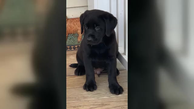 Video preview image #1 Labrador Retriever Puppy For Sale in SPOTSYLVANIA, VA, USA