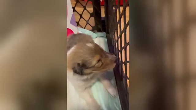 Video preview image #5 Collie Puppy For Sale in HIGH POINT, NC, USA