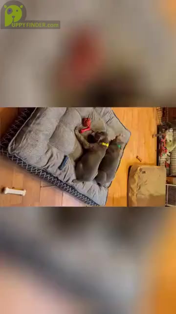 Video preview image #3 Weimaraner Puppy For Sale in WAVERLY, NY, USA