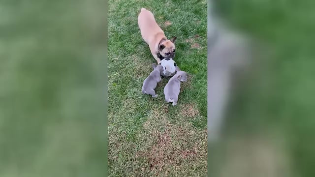 Video preview image #2 French Bulldog Puppy For Sale in YUCAIPA, CA, USA