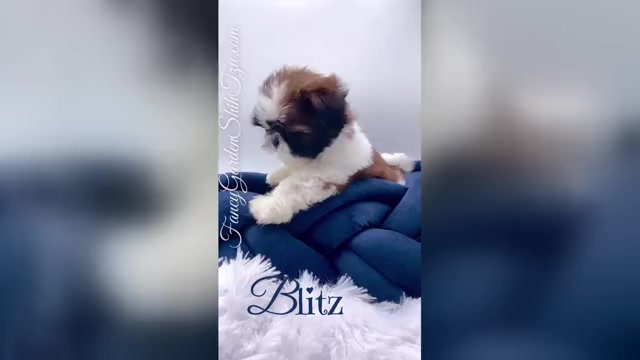 Video preview image #1  Breeder Profile in JACKSONVILLE, FL, USA