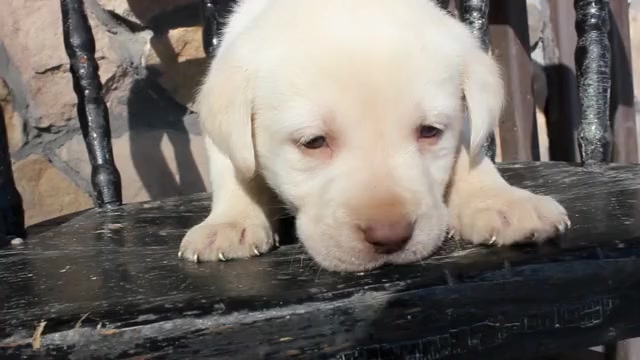 Video preview image #1 Labrador Retriever Puppy For Sale in CAPON BRIDGE, WV, USA