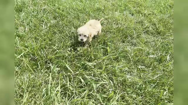 Video preview image #1 Maltipoo Puppy For Sale in WARSAW, IN, USA