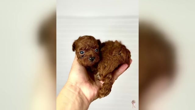 Video preview image #1 Maltipoo (Miniature)-Poodle (Toy) Mix Puppy For Sale in HILO, HI, USA