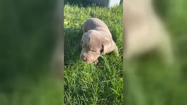 Video preview image #3 Labrador Retriever Puppy For Sale in WALDRON, MI, USA