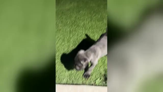 Video preview image #2 Cane Corso Puppy For Sale in JOLIET, IL, USA