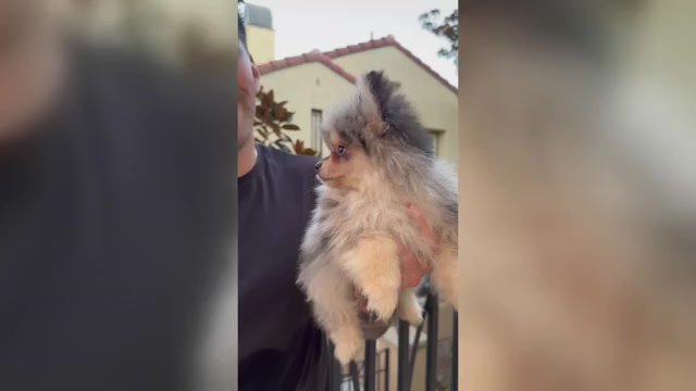 Video preview image #2 Pomeranian Puppy For Sale in SAN DIEGO, CA, USA