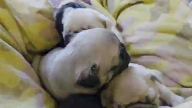 Video preview image #4 Pug Puppy For Sale in HILLSDALE, MI, USA