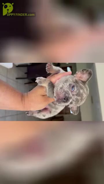 Video preview image #4 French Bulldog Puppy For Sale in CHINO, CA, USA