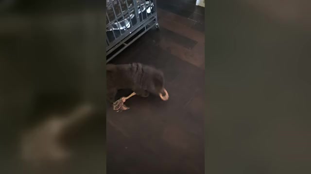 Video preview image #1  Breeder Profile in MOUNT ULLA, NC, USA