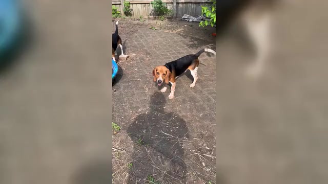 Video preview image #1 Beagle Puppy For Sale in FORT DODGE, IA, USA