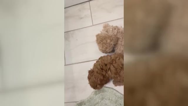 Video preview image #1 Poodle (Toy) Puppy For Sale in LIVE OAK, FL, USA