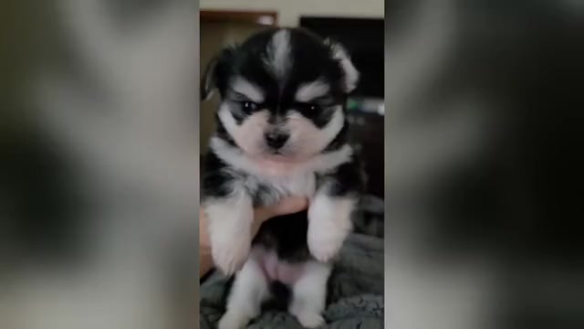 Video preview image #5 Chihuahua Puppy For Sale in SAINT MARYS, GA, USA