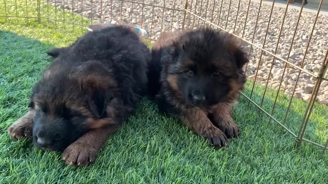 Video preview image #4 German Shepherd Dog Puppy For Sale in PINON HILLS, CA, USA