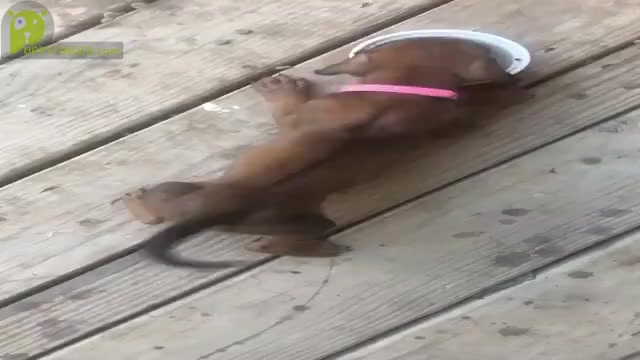 Video preview image #2  Breeder Profile in ONEIDA, TN, USA