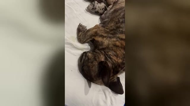 Video preview image #2 French Bulldog Puppy For Sale in SPRING, TX, USA