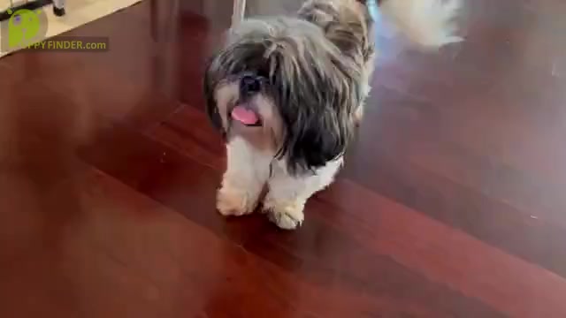 Video preview image #7 Shih Tzu Puppy For Sale in MOORESVILLE, NC, USA