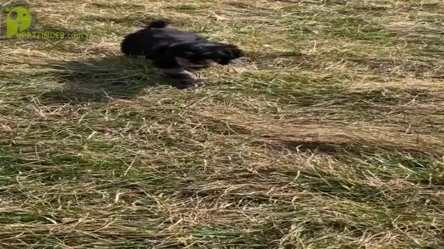 Video preview image #3 Cocker Spaniel Puppy For Sale in WARSAW, IN, USA