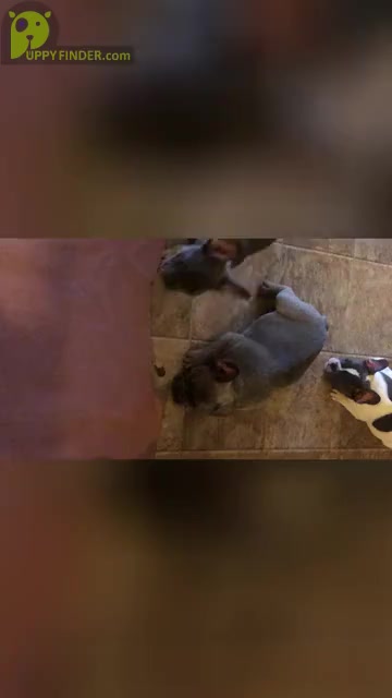 Video preview image #3 French Bulldog Puppy For Sale in LITHONIA, GA, USA