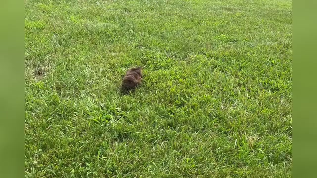 Video preview image #1 Shih Tzu Puppy For Sale in WARSAW, IN, USA