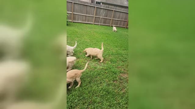 Video preview image #1 Goldendoodle Puppy For Sale in KATY, TX, USA