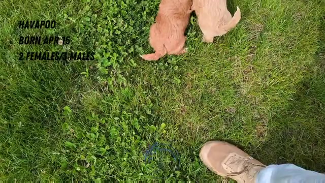 Video preview image #5 Poovanese Puppy For Sale in GOSHEN, IN, USA
