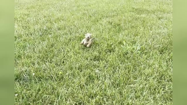 Video preview image #1 Dachshund Puppy For Sale in WARSAW, IN, USA