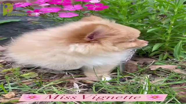 Video preview image #4 Pomeranian Puppy For Sale in ADA, OK, USA