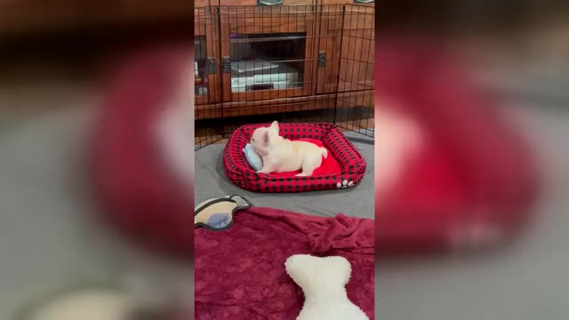 Video preview image #2 French Bulldog Puppy For Sale in WILLIAMSVILLE, MO, USA