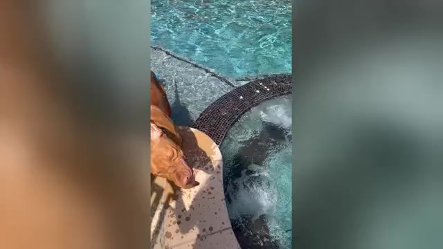 Video preview image #1 Vizsla Puppy For Sale in LOS GATOS, CA, USA