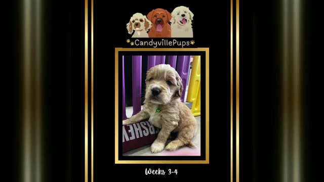 Video preview image #1 Golden Cocker Retriever Puppy For Sale in Aylmer, Ontario, Canada