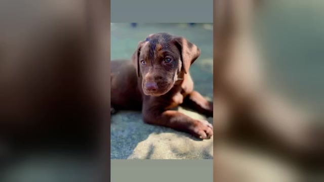 Video preview image #2 Labrador Retriever Puppy For Sale in LEASBURG, MO, USA