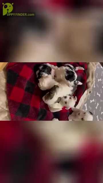 Video preview image #3 Havanese Puppy For Sale in WICKENBURG, AZ, USA