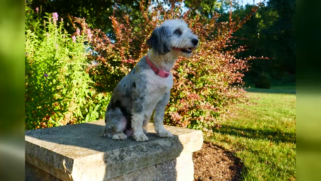Video preview image #3 Aussie-Poo Puppy For Sale in HOLMESVILLE, OH, USA