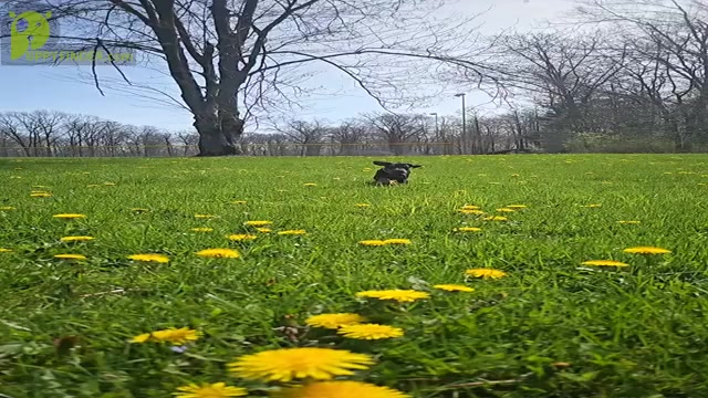 Video preview image #3 Doberman Pinscher Puppy For Sale in FORT LAUDERDALE, FL, USA