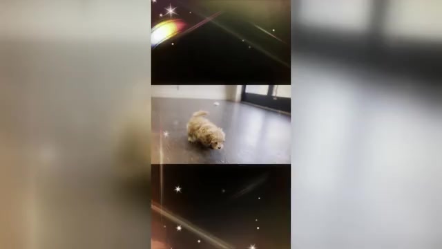 Video preview image #14 Maltipoo Puppy For Sale in WARSAW, IN, USA